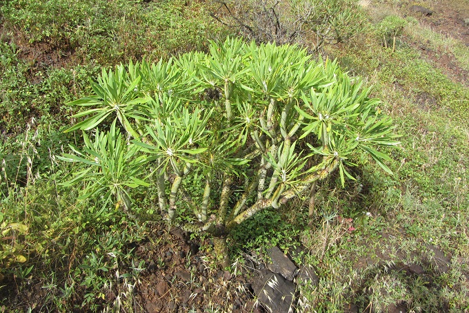 Flora der Makaronesischen Inseln